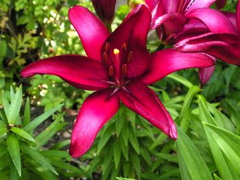 7-6-13 Stunning lily!
