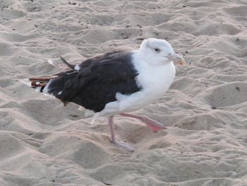 Cute gull strikes a pose
