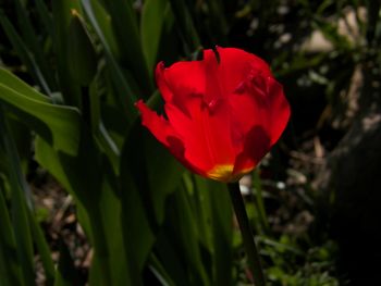 Tulip like a rose
