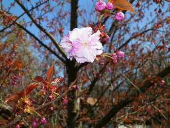 Japanese cherry tree: first blossom
