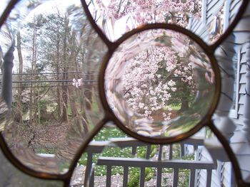 Magnolia through the looking glass
