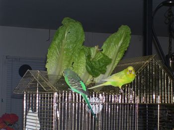 Rondo and Soleil amid the romaine wings
