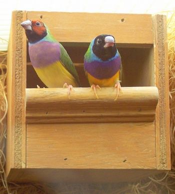 (2) colorful birds in the Jewish Home
