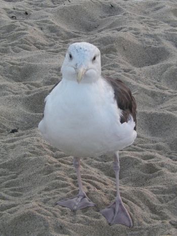 I think this gull wants attention
