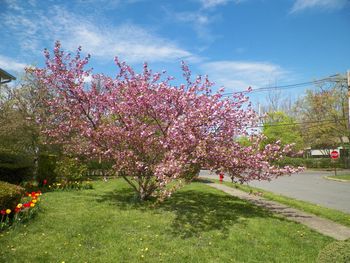 Our exceptional Japanese cherry tree in full bloom!
