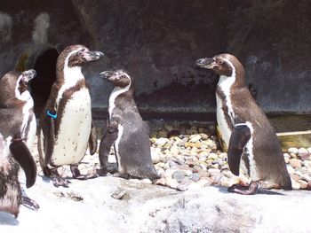 Happy Penguins at the Zoo (family discussion?)
