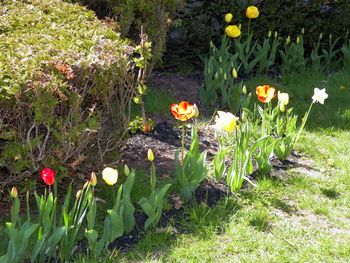 Our tulip garden
