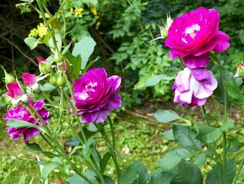 A collection of purple roses.
