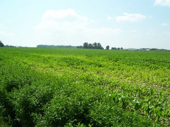 Corn fields near Perry, NY
