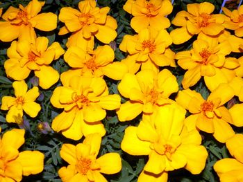 Sunny marigolds
