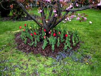 Happy tulips surround the cherry tree!

