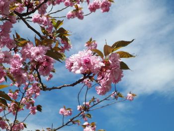 The blossoming of the cherry tree
