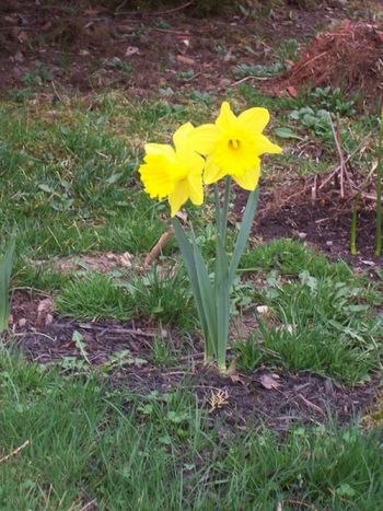 More daffodils
