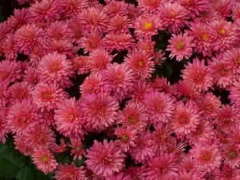 Chrysanthemums on the front step
