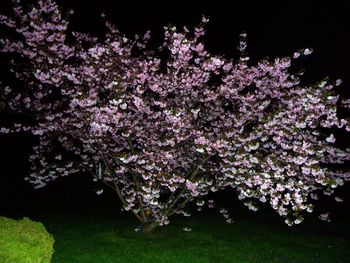 Nighttime cherry tree in our front yard
