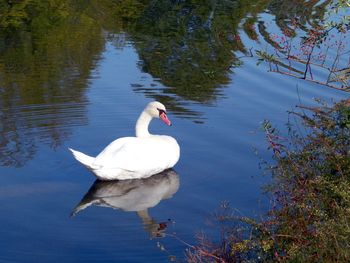Sheer beauty - majestic swan!
