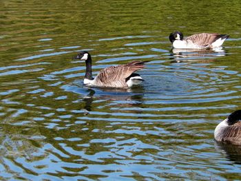 Geese gathering

