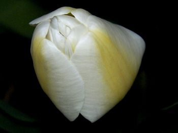 Lemon chiffon tulip - is it real? Yes.
