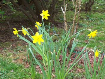 Happy daffodils
