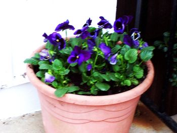 First pansies at a glance
