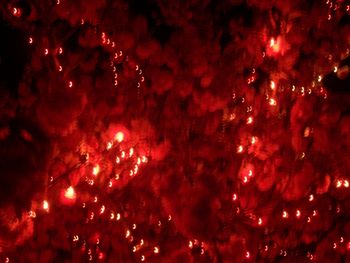 Cherry tree with lights in the firmament (4) - no flash
