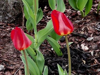 Sweet young tulips.
