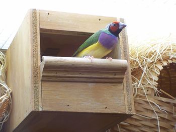 New pics of the colorful birds in The Jewish Home!
