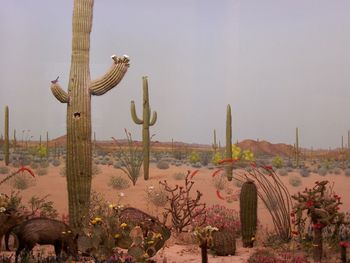 Southwest panorama
