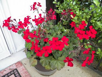 Special geranium on our front steps
