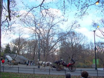 Horse-drawn carriages
