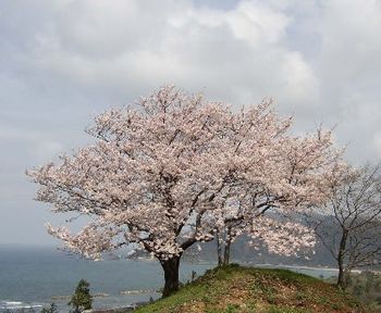 Sakura on the Noto Peninsula at Monzen-cho, April 12
