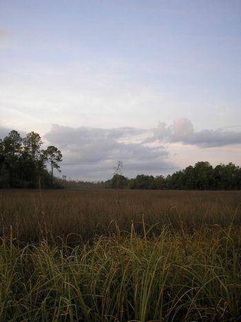 Near Fowl River. Mobile County, Alabama, 2008.
