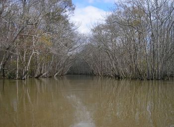 Choctawhatchee Swamp. Near Bruce, Florida, 2008.
