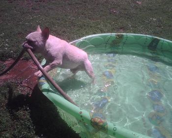 HILLBUCKLE'S POLAR ADVENTURE, KILLING, THE WATER SNAKE! A FEW RARE FRENCHIE'S, ACTUALLY LIKE THE WATER!
