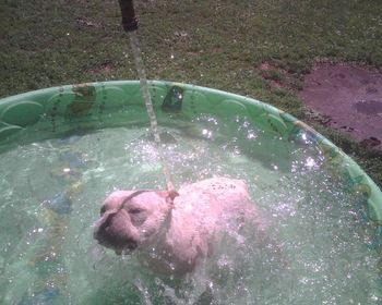 HILLBUCKLE'S POLAR ADVENTURE, IN THE POOL, POLAR, HAS 9 POINTS, AND BOTH MAJORS, BUT HE WOULD RATHER, PLAY, THAN WORK!
