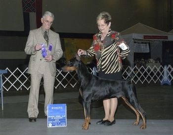Brandon Kennel Club (12/10/09) Winner's Dog 1 point under breeder Judge Jim Briley. Eli also went Winner's Dog this weekend under Judges Bob Slay and Brian Meyer, each for 1 point. Eli is now singled out and looking for majors.
