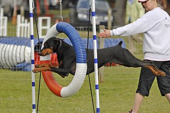 Louie and Rhea at an agility trial May 2008
