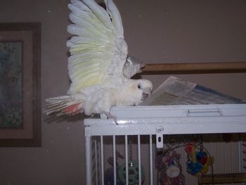 "Jackson" Jackson is a 20 something year old Red Vented Cockatoo
