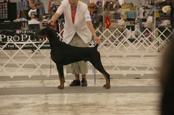 Eli is pictures being shown by professional handler, Connie Alexander.
