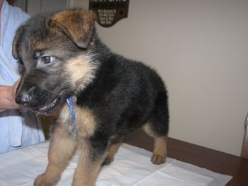 SOLD.Male Blue 7 weeks & 3 days old, picture taken June 17, 2013. Very nice red/black male. the son of the 2010 Sieger Show winner, Titan vom MIttelwest. A favorite of my and will make a very nice pet or show potential German shepherd.
