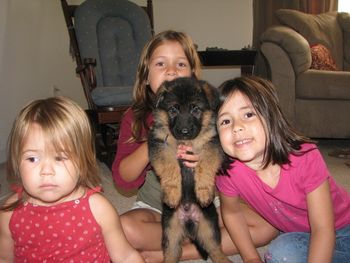 "Blue" male 5 weeks old with my grandchildren ages 2, 5, & 6. All our shepherds are socialized with children.
