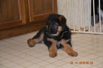 Female 6 weeks old. Very stately, nice head and great stop, deep red coloring.
