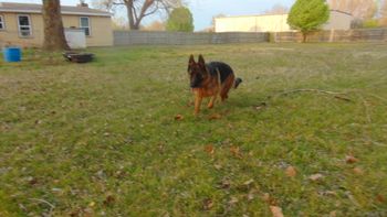 Same 9 month old Uhoo/Schumann female puppy in stride. Note her beatiful deep red markings.
