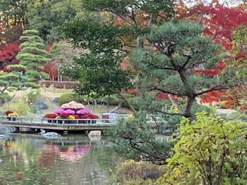 Fall Colors - Kobe
