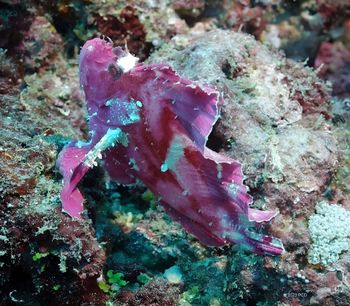 The Purple Rhinopia, even in repose, is one of those "Holy Grail" shots for an underwater photographer. This one was spotted off the coast of Zanzibar. PCD Photo
