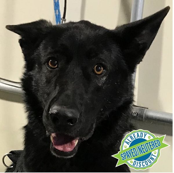 Adam was rescued from Las Cruces Animal Services. He is approximately 3 years old and a very handsome young boy. He just loves to be with his people. If you would like to meet Adam and add him to your family, please contact us at gsrescuesnm@gmail.com