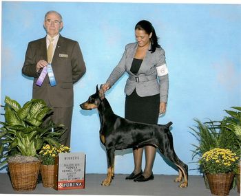 3 pt Major for Sookie's 9th,10th, 11th point give by Judge Mr Kenneth A Buxton!! Handled by Tara Richardson. 1st major in Topeka, KS.
