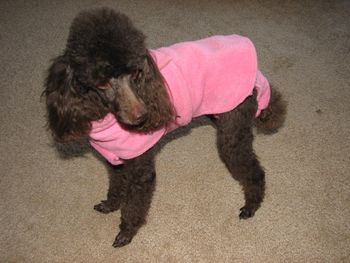 Cozy Coat is pictured with matchig P.P. Panties (Panties are sold separetly) Small - 3 lb. to 5 lb. Medium - 5 lb. to 7 lb. Large - 7 lb. to 10 lb.
