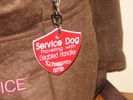 Red Service Dog Tag