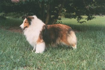 Brandy at 9 years of age.
